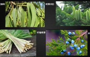 ppt[11、安妮]课程（网盘播放）