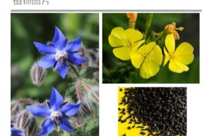 ppt[24、第二十四天～润养身心—植物油④]课程（百度网盘课程）