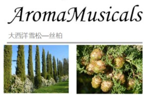 ppt[39、第三十九天～生命的律动—淋巴循环系统③]课程（网盘播放）