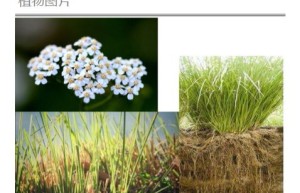 ppt[20、第二十天～神奇之水—纯露5]课程（网盘在线播放）